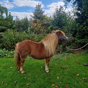 Te koop 3 jarige middenmaats vosmerrie