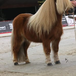 Mooie vos hengst, kleine maat