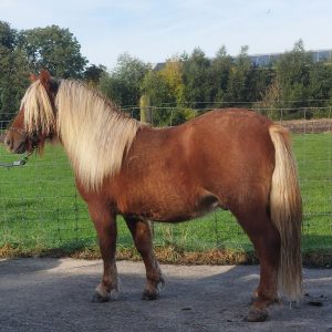 Makke 1,5 jarige voskleurige hengsten met witte manen en staart