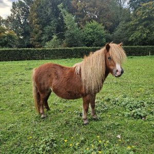 Te koop 3 jarige middenmaats vosmerrie